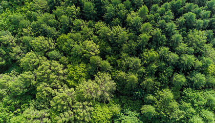 aerial view of a green forest. epic view. clean environmentally friendly sustainable development con