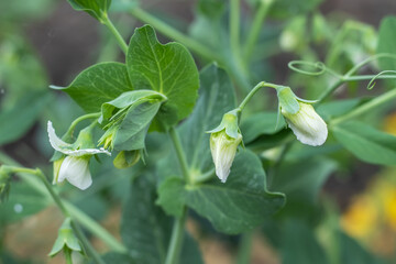 Pea plant flower. Green pea plants in sunlight.