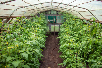 Wall Mural - View of the greenhouse in which tomatoes grow.