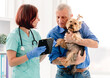 © Ievgen Skrypko - Doctor giving prescriptions to yorkshire terrier dog owner in veterinary clinic