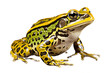 A Frog Batrachian Croaker Toad Bullfrog Amphibi on a Transparent Background. Generative AI