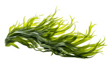 Isolated Seaweed On A Transparent Background. Generative AI