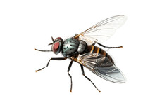 Isolated Fly Top View On A Transparent Background. Generative AI