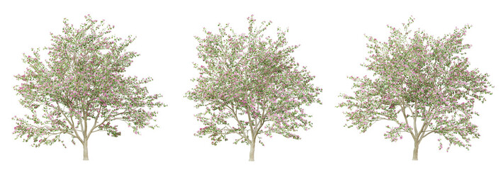 Bauhinia variegata tree on transparent background, png plant, 3d render illustration.