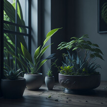 Plant In The Window HD 8K Wallpaper Stock Photographic Image