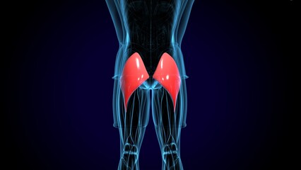 human gluteus maximus muscle anatomy system. 3d illustration