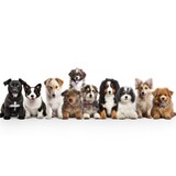 Fototapeta Koty - Collection set of the most popular animal pets dogs. AI generative.