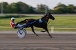 Trotting racehorses and rider on a stadium track. Competitions for trotting horse racing. Horses compete in harness racing. Horse running on the track with the rider. Motion blur-Panning.
