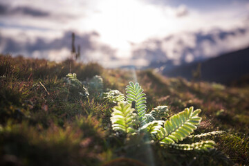 Poster - Mountains meadow