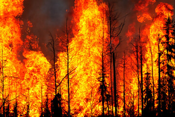 Wildfire. Portugal. Wildfire in Portugal. 18 Septeber 2024. Forest fire. Forest fire in progress. Fire. Large flames. Aveiro. Oporto. Agueda. Sever do Vouga. Albergaria-a-Velha. Portugal.