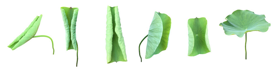 Wall Mural - Young waterlily or lotus leaf isolated on white background with clipping paths.