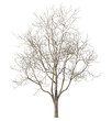 © Krit - Dry tree without leafs cut-out backgrounds 3d illustrations png