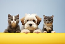 Cats And Dogs On A Yellow Plain Background Looking At The Camera. Pet Shop Advertising Concept