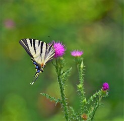 Sticker - butterfly on a flower