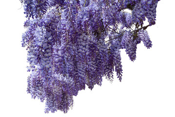 wisteria flowering branch isolated, ideal frame for graphic designs and greeting cards, copy space