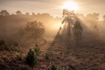 Wall Mural - beautiful sunrise light on foggy heathland