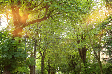 Wall Mural - Background of a green blooming tree