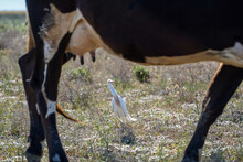 Cattle Egret, Bubulcus Ibis Bird Is Walking Near A Cow, Selective Focus, Cow Is Blurred