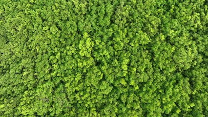 Poster - Aerial top view forest tree, Rainforest ecosystem and healthy environment concept and background, Texture of green tree forest view from above.	
