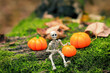 Skeleton figurine sits on green moss and orange pumpkins in garden, Halloween decor