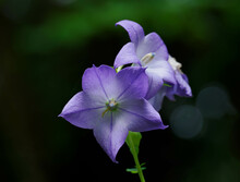 美しい紫の桔梗