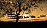 Fototapeta Sawanna - Tree silhouette in sunset sky landscape