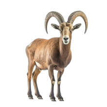 Ibex Transparent Background, Png