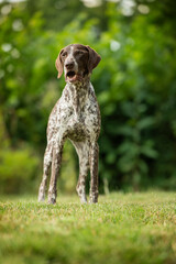 Wall Mural - German shorthair dog standing in nature background