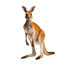 Kangaroo Transparent Background, Png