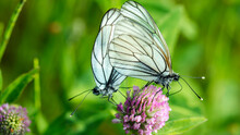 Two White Butterflies In Mating Season In A Macro Lens,
