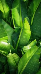 Bali style template green background, exotic tropical wall with green palm and banana leaves and atmospheric sunlight rays.