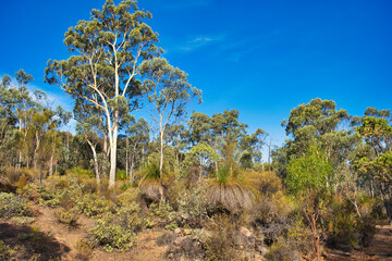 Wall Mural - Landscape with eucalypt trees and grass trees in the dry sector of Avon Valley National park, close to Perth, Western Australia.
