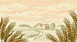 Wheat Organic Farming landscape vector. Fields with Harvest
