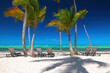Exotic island beach with palm trees on the Caribbean Sea shore, summer tropical panorama landscape. Punta Cana, Bavaro resort, Dominican Republic