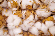 natural unpeeled cotton seed pods, plant texture, concept farming cotton production, cottonseed harvest, cotton textile, eco-friendly plant fiber fabric industry,