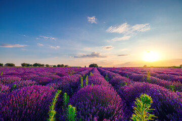 Wall Mural - Lavender flower blooming fields in endless rows. Sunset shot.