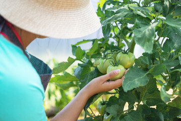 Wall Mural - Farmer woman touching organic tomato vegetables and plants in a greenhouse. Ripe tomatoes in a garden.