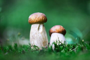 Two white mushroom porcini boletus in green moss in summer forest