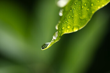 Wall Mural - Closeup shot of a water drops on green leaf. Rain in rainforest leaves. Nature concept background