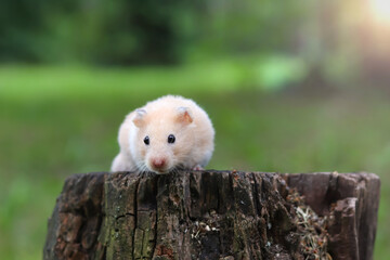 Wall Mural - Golden Hamster (Syrian Hamster) on a tree stump.