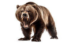 Ferocious Grizzly Bear On Transparent Background. AI