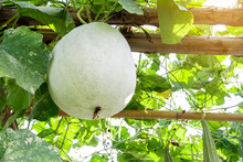 Green Winter Melon,round Ball Shape (squash) Is The Ivy Plant Is On The Trellis, Hanging In Vegetable Garden,bio Food, Green Squash Are Ready To Harvest From The Agriculture Organic Farm.
