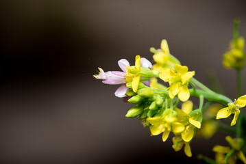 Wall Mural - Close up of Orchid Mantis, Hymenopus coronatus on a yellow flower