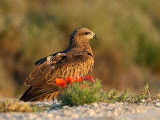 Wall Mural - Black kite, Milvus migrans