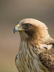 Wall Mural - Booted eagle, Hieraaetus pennatus