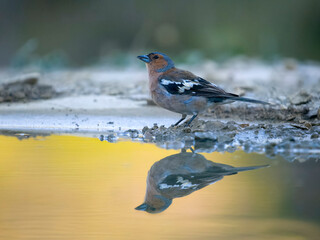 Sticker - Chaffinch, Fringilla coelebs