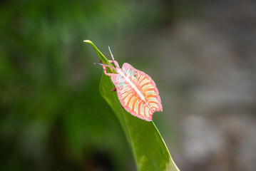 Wall Mural - Pink Stink Bug, Tessaratomidae on a green leaf.