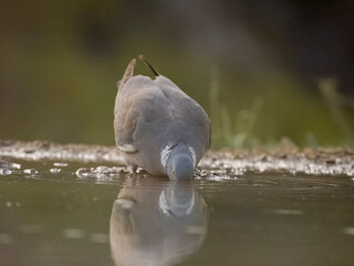 Wall Mural - Wood pigeon, Columba palumbus