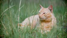 Ginger Cat Peacefully Relaxing In Grass