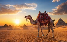 Camels In The Desert With Pyramids At Sunset.